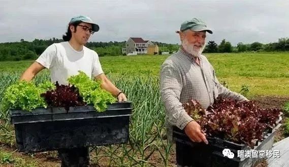 澳洲打工度假462签证申请详解